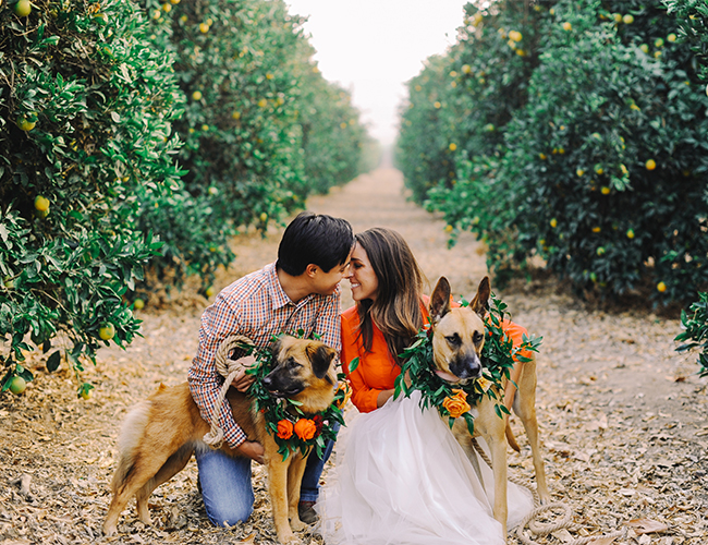 Orchard Holiday Engagement Session