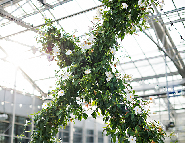 Greenhouse Dinner Party