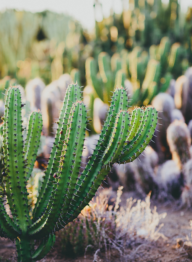 Desert Engagement Session - Inspired by This