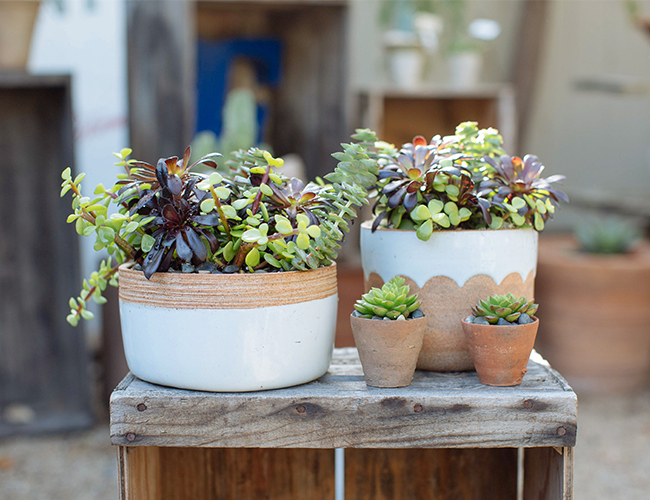 Creating the Perfect Succulent Arrangement with Molly Wood - Inspired by This