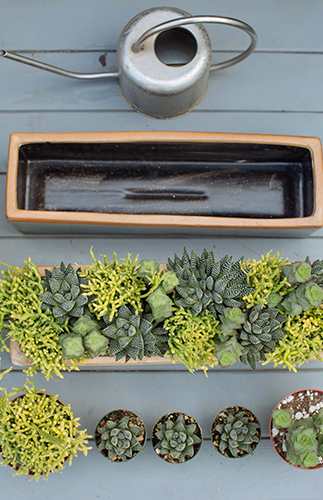 Creating the Perfect Succulent Arrangement with Molly Wood - Inspired by This