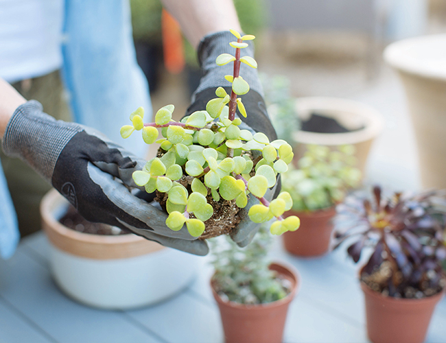 Creating the Perfect Succulent Arrangement with Molly Wood - Inspired by This