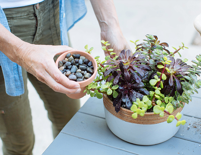 Creating the Perfect Succulent Arrangement with Molly Wood - Inspired by This