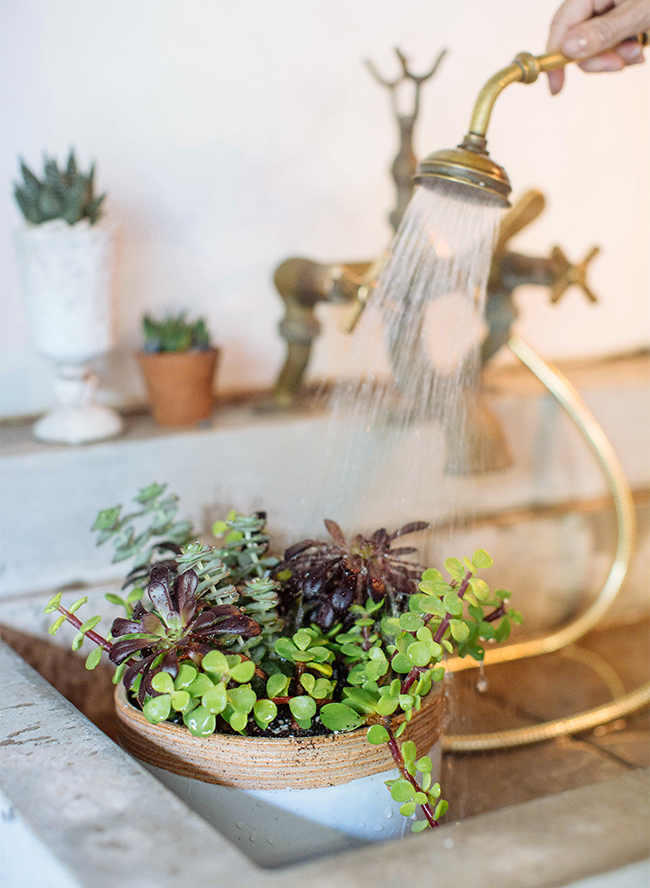 Creating the Perfect Succulent Arrangement with Molly Wood - Inspired by This