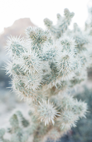 Brandi Milloy's Desert Engagement Session - Inspired by This
