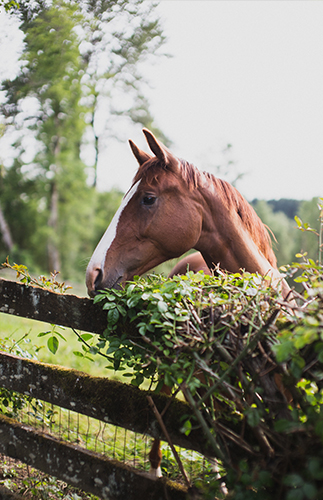 Romantic Equestrian Wedding - Inspired by This