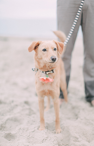 Elegant Laguna Beach Maternity Photos - Inspired by This