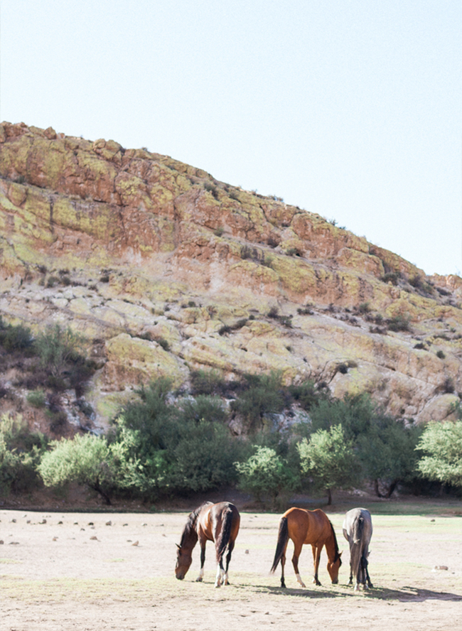 Lakeside Engagement with Wild Horses - Inspired by This