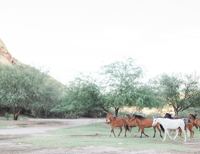 Lakeside Engagement with Wild Horses - Inspired by This
