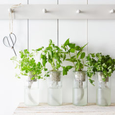 Inspired By This 5 Easy to Create Indoor Herb Gardens