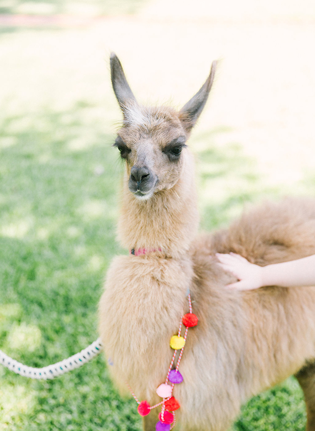 Llama Llama Birthday Party