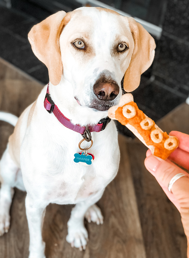 Fun Dog Treat Recipes for Fall