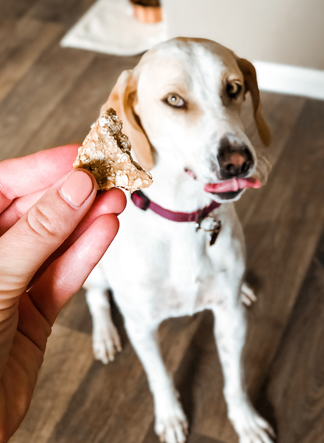 Fun Dog Treat Recipes for Fall