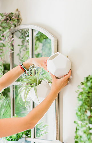 A DIY Living Plant Wall Installation