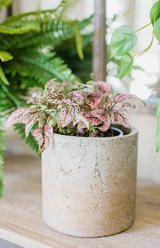 A DIY Living Plant Wall Installation