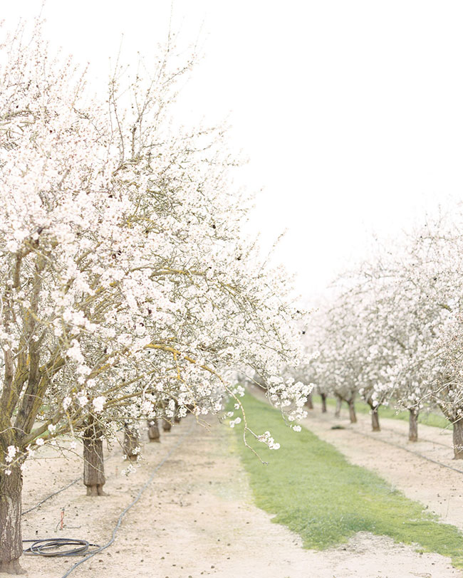 Bridal Inspiration in an Almond Orchard