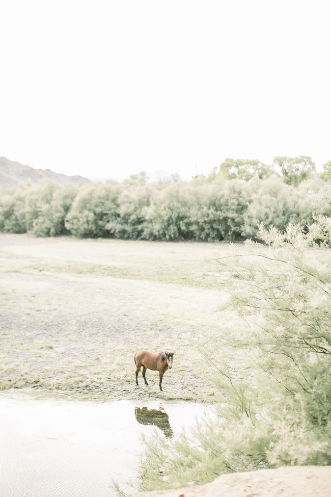 A One Year Anniversary Photoshoot with Wild Horses - Inspired by This