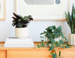 Screen Shot 2020-07-14 at 10.02.13 PM