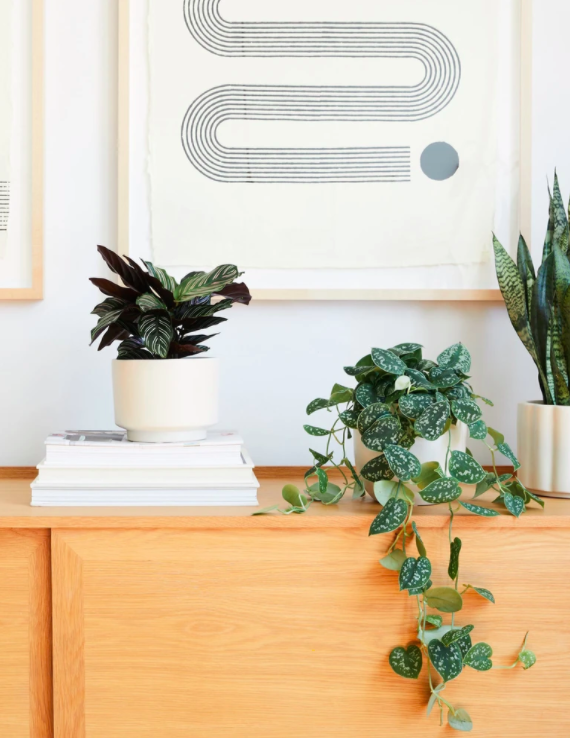 House Plant Survival Guide, for those Without Green Thumbs