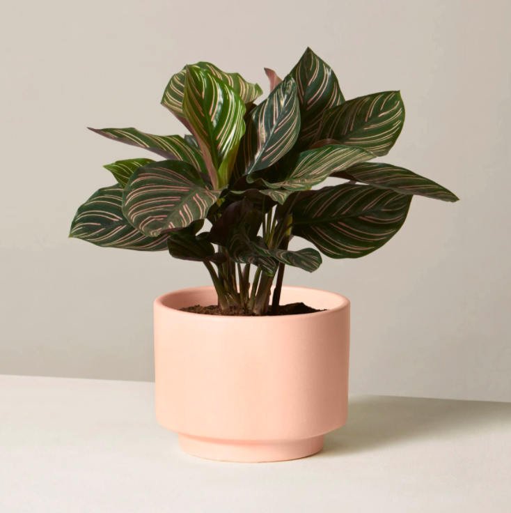 House Plant Survival Guide, for those Without Green Thumbs