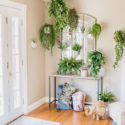 A DIY Living Plant Wall Installation