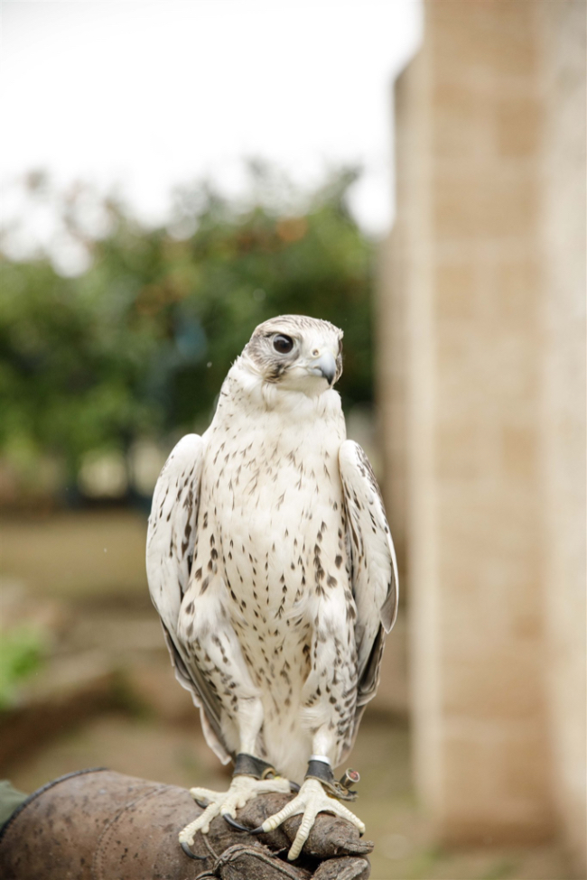 Luxurious & Romantic Burgundy Italian Wedding