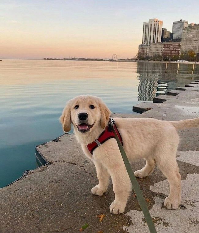 Creative Ways To Incorporate Your Furry Friends Into Your Travel