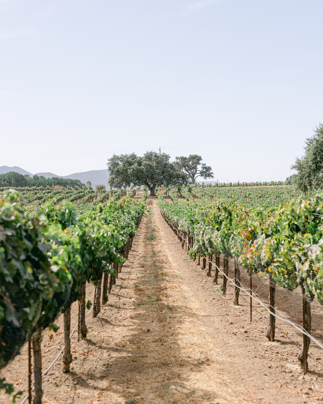 Under The California Tuscan Sun Wedding